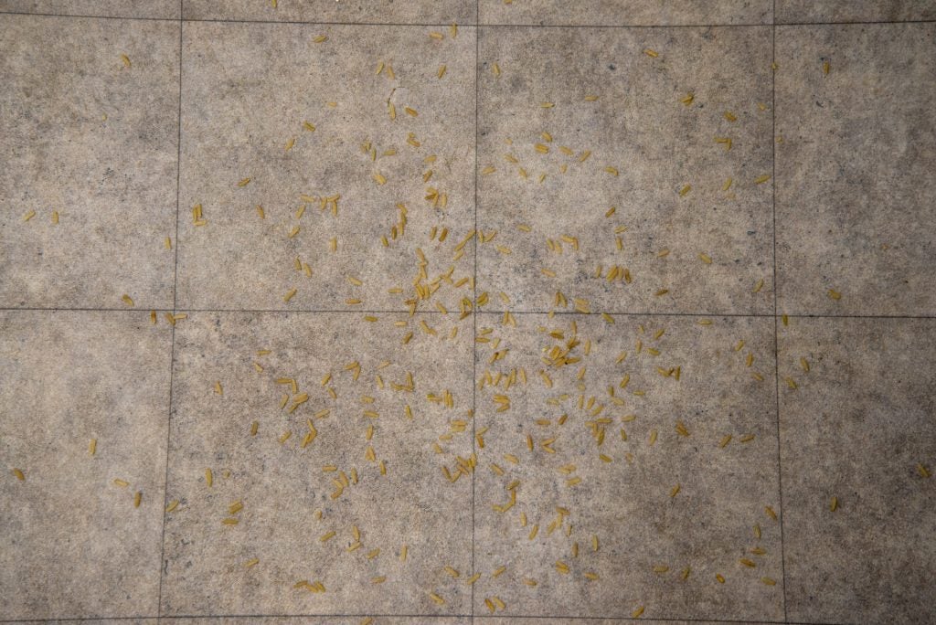 Rice scattered on tile floor before vacuuming test.Rice grains scattered on a tiled floor