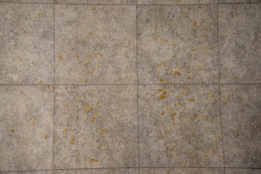 Tiled floor with scattered rice grains before vacuuming.Rice grains scattered on a tiled floor.