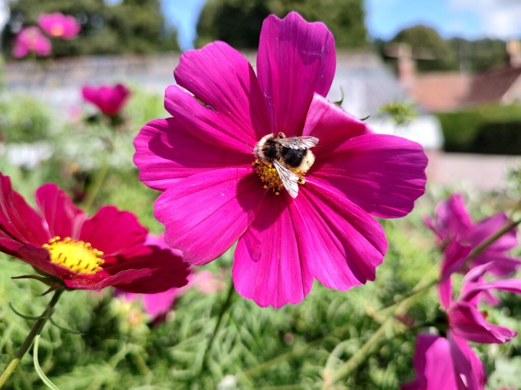 Motorola Edge 20 flower bee