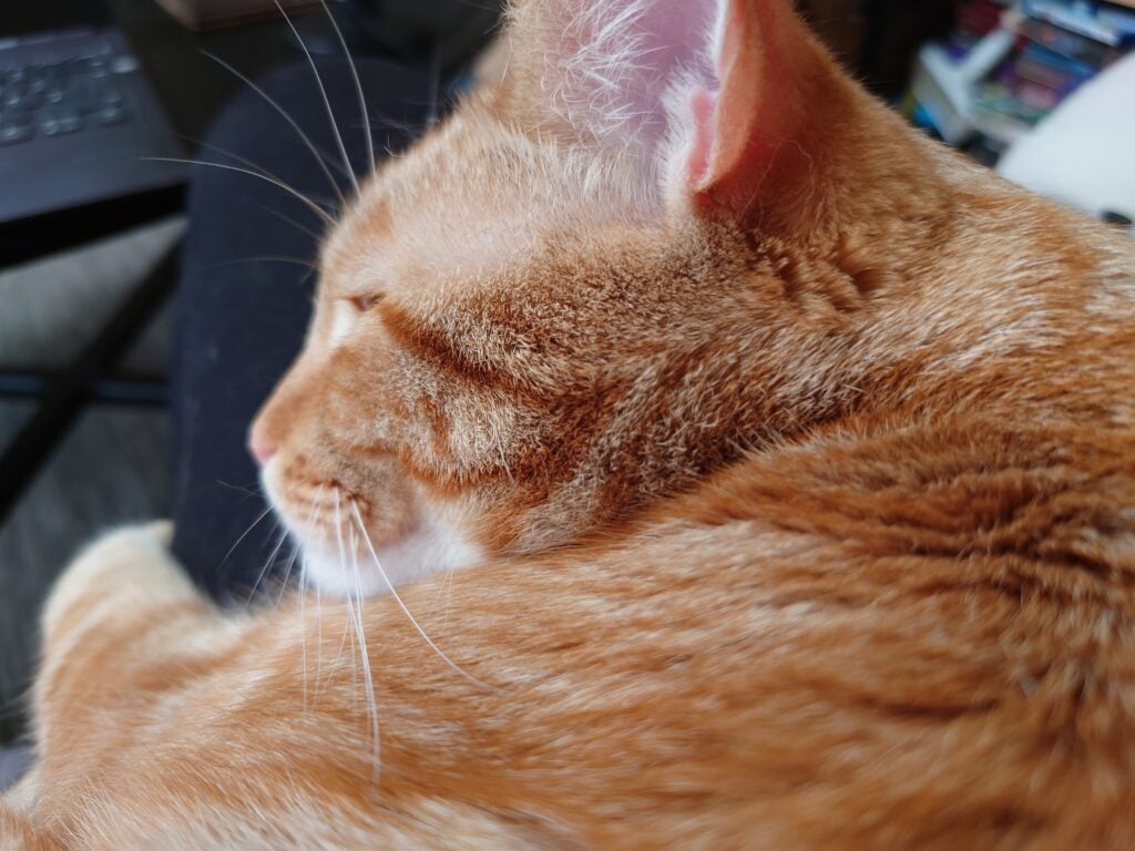 Close-up of a ginger cat resting.