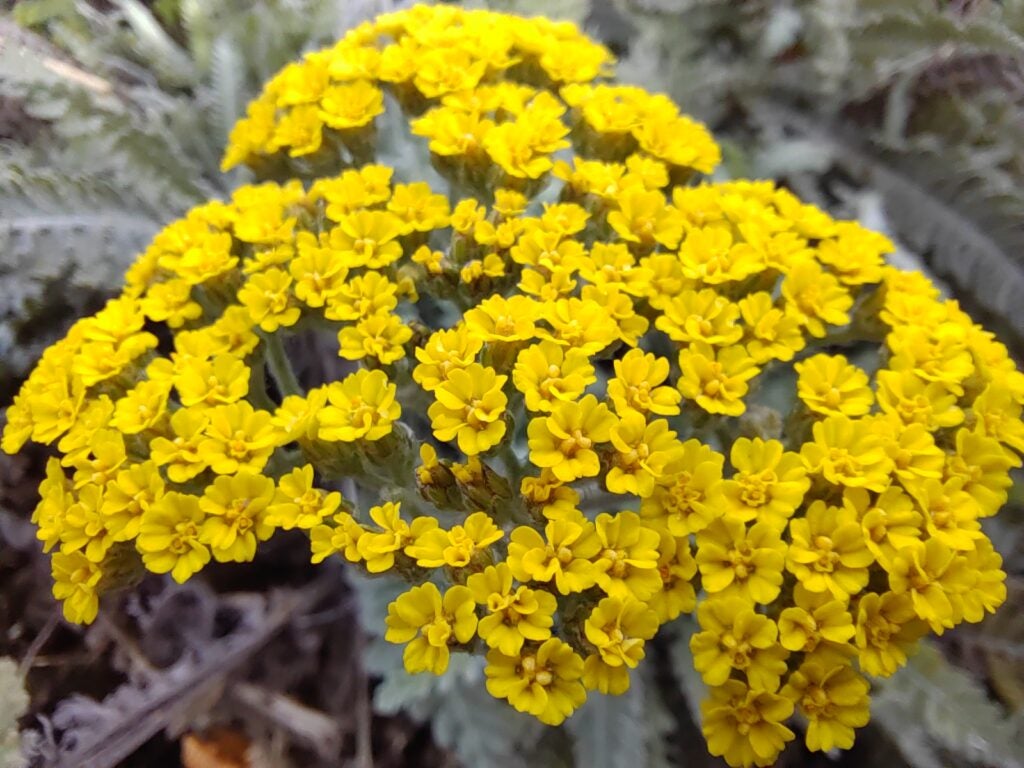 Close-up of yellow flowers in bloom.