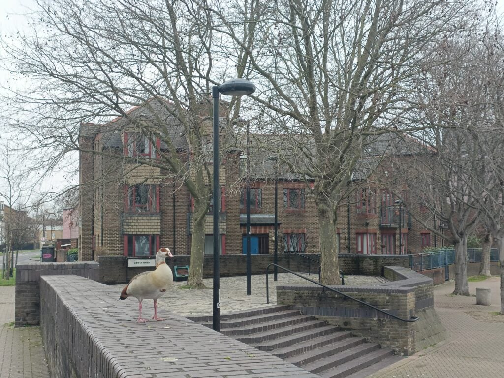 Image taken by the OnePlus Nord CE 2 5G main camera at 2x digital zoom, showing a duck and a residential area