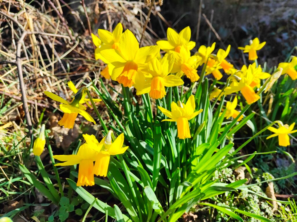 Realme GT 2 image of daffodils