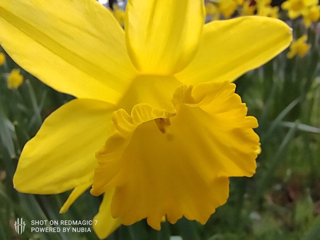 Red Magic 7 macro camera image of daffodil