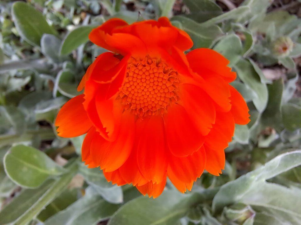 Samsung Galaxy A53 5G macro camera image of flower
