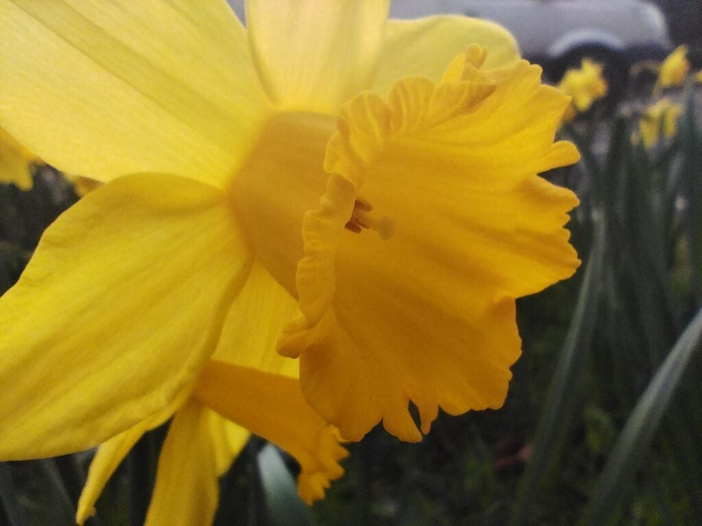 Poco X4 Pro 5G macro image of daffodil