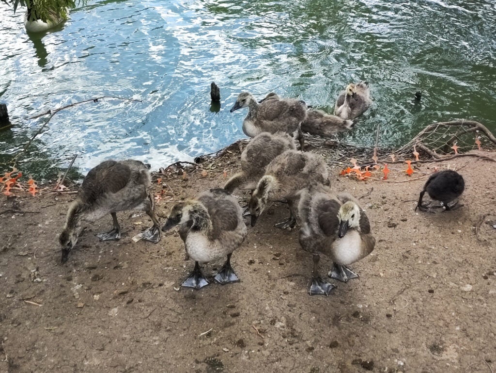 Poco F4 GT picture of ducks