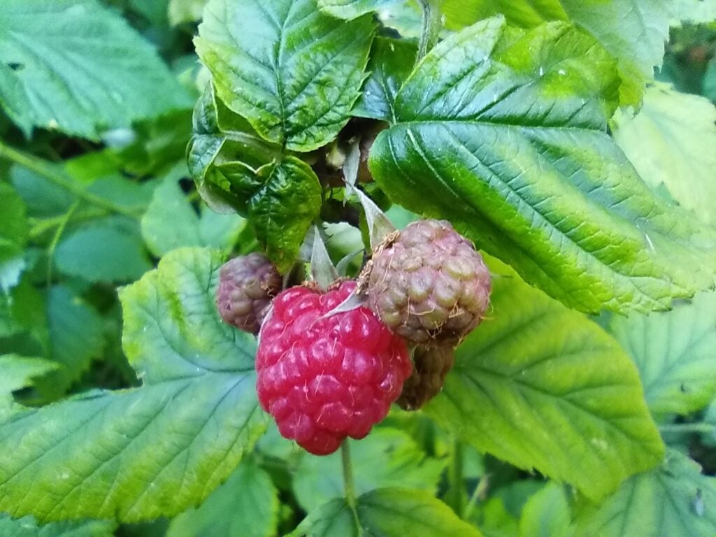 Samsung Galaxy A02s macro camera picture of raspberries