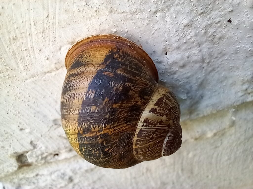 Samsung Galaxy A12 macro camera picture of snail