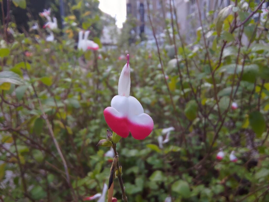 Asus ROG Phone 6 macro picture of flower