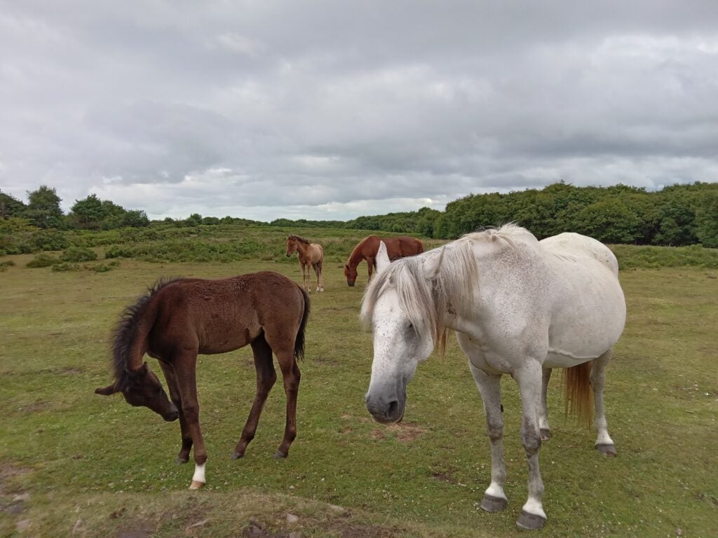 Фотография лошадей, сделанная на Samsung Galaxy A03s