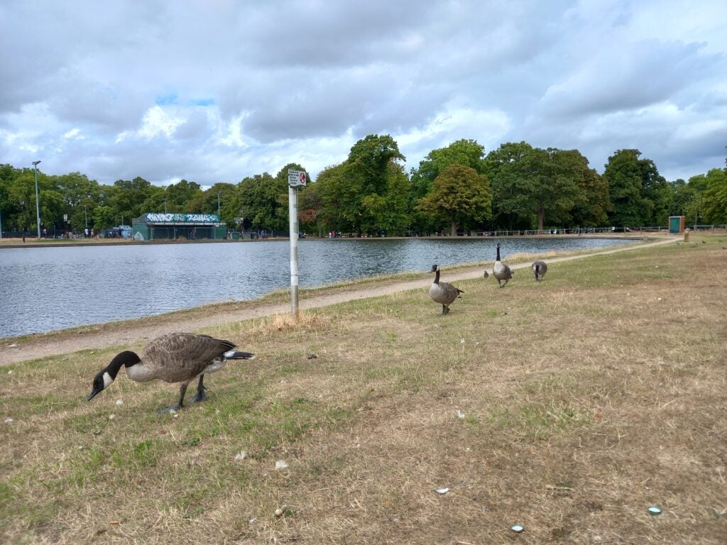 Samsung Galaxy M22 photo of geese next to a pond