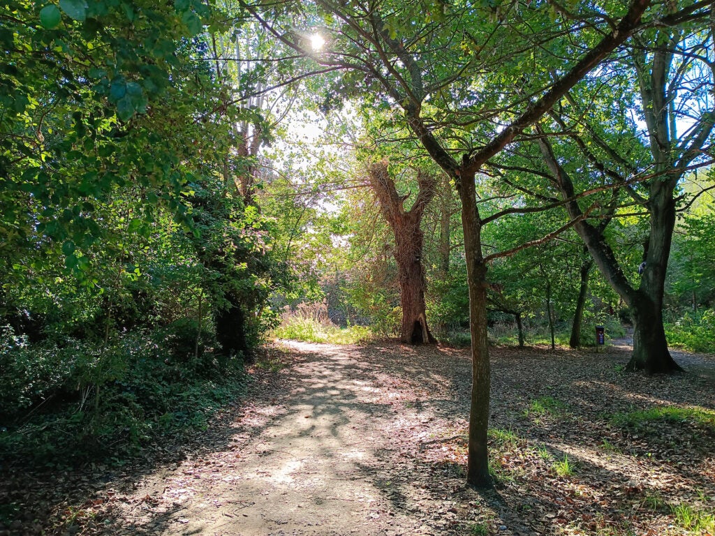 Sunny forest pathway with dappled light and trees.