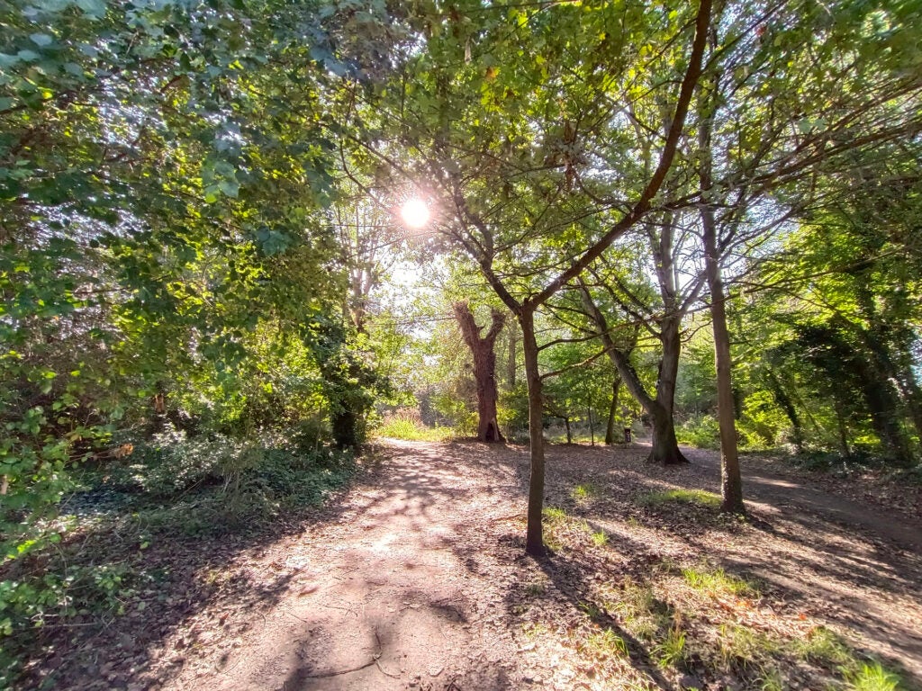 Sunlit forest path captured with Vivo V25 camera.Sunlight shining through trees on a forest path.