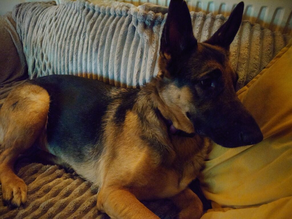 German Shepherd dog lying on a couch