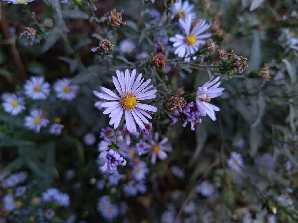 Asus Zenfone 9 ultrawide close-up photo of flowers