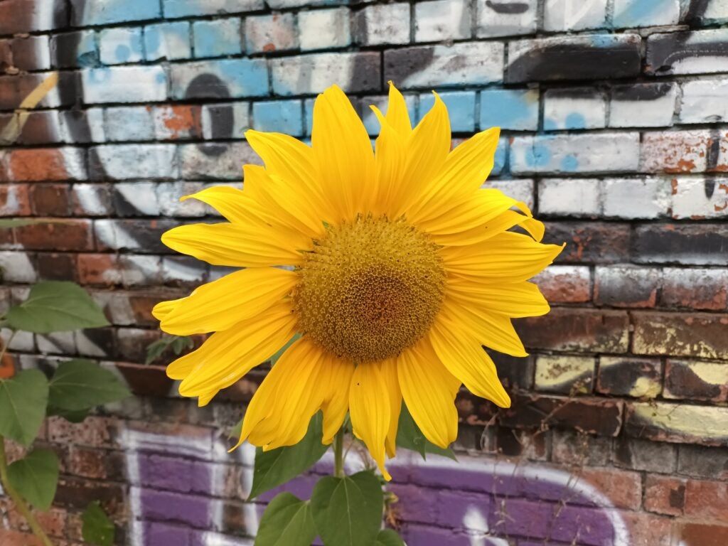 Photo of a sunflower taken on the Galaxy A22 5G
