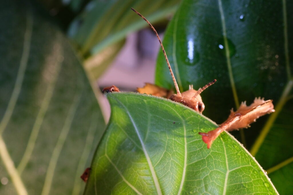 Fujifilm X-T5 stick insect behind leaf