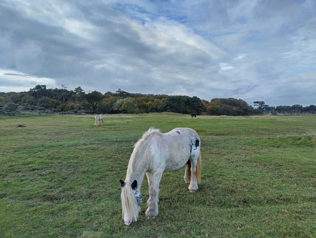 Photo of a horse with the Nokia X30 5G