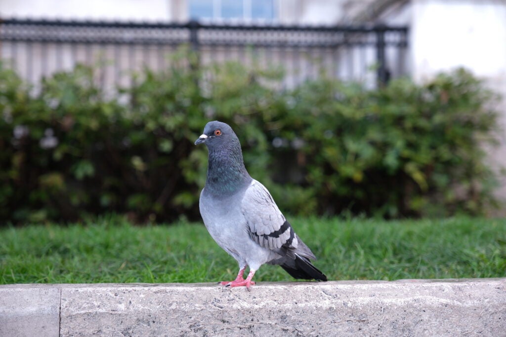 Fujifilm X-H2S pigeon