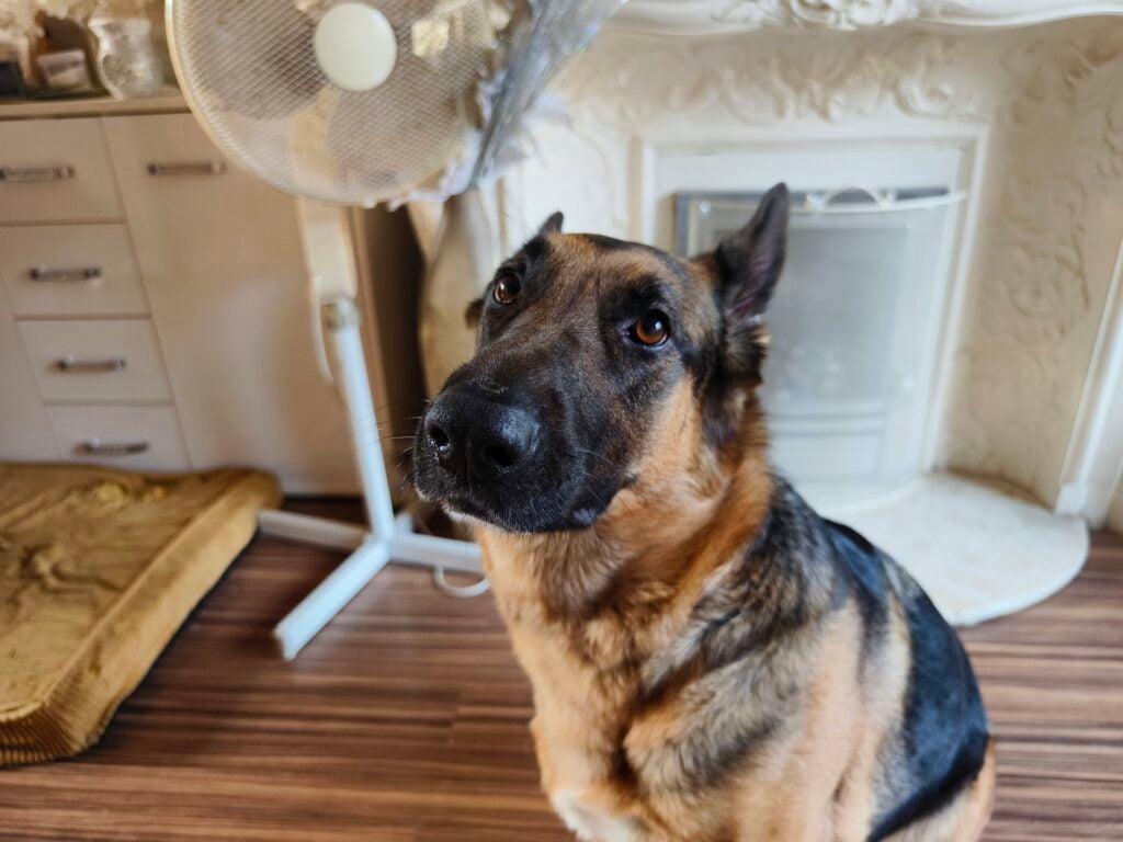 German Shepherd dog indoors looking curiously at the camera.