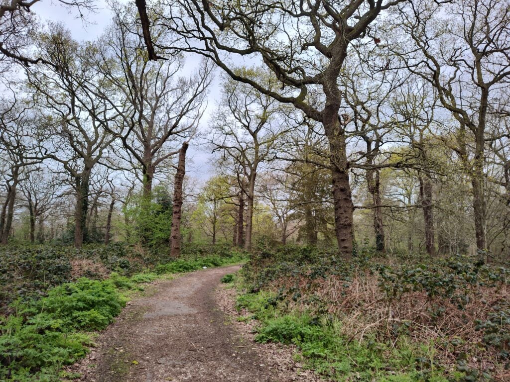 A photo of a woodland taken with the Motorola ThinkPhone