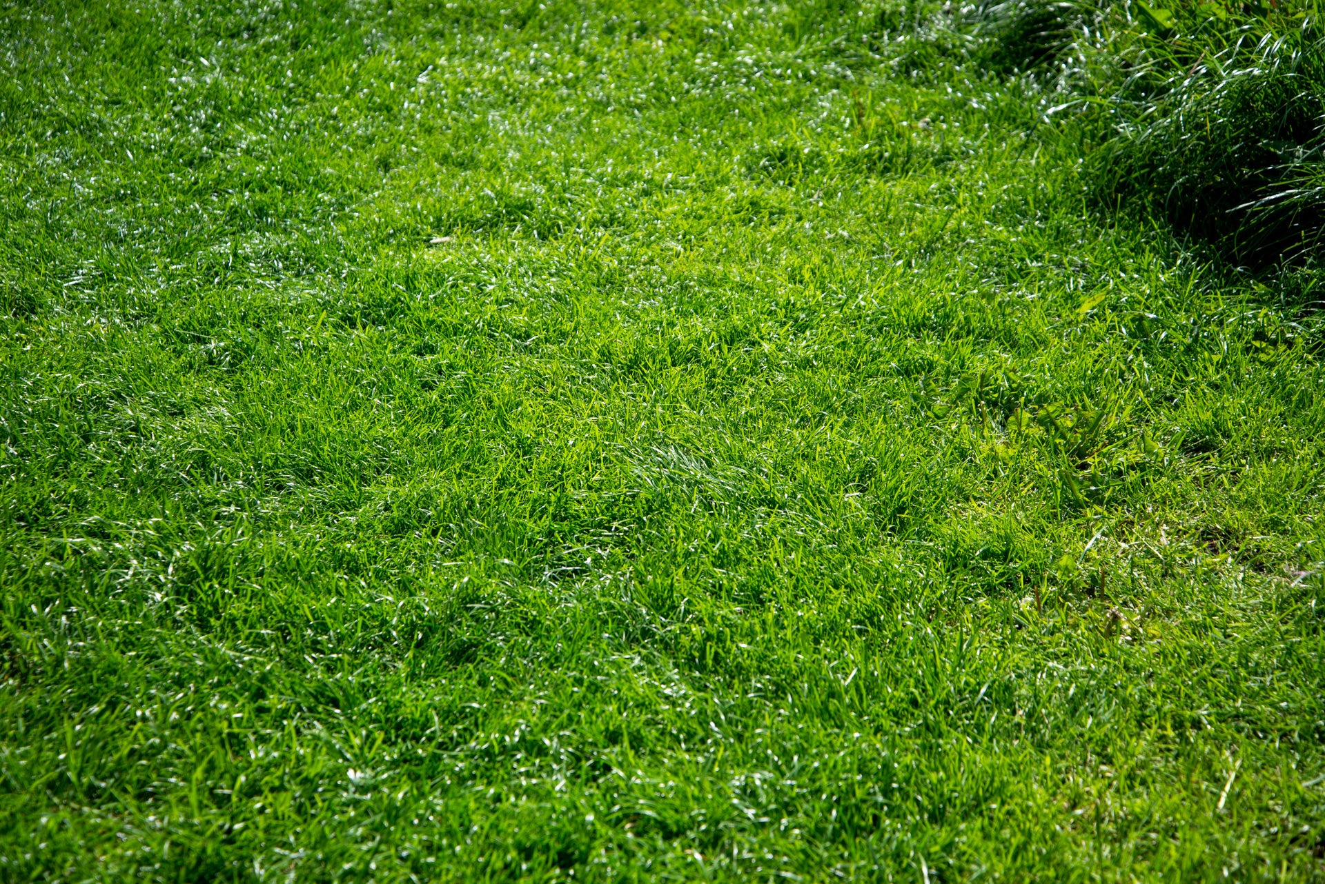 Ecoflow Blade grass cut